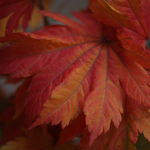 Acer Japonica Fall Leaves